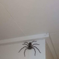 Se supo que significa cuando las arañas entran al hogar y por qué no hay que matarlas