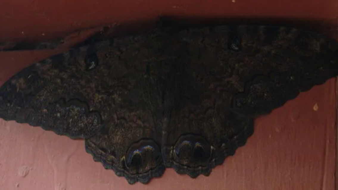Se supo qué significa si entran mariposas negras al hogar y por qué no hay que matarlas