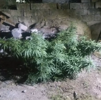 Jujeños tenían 9 plantines de marihuana y fueron detenidos en el barrio 13 de julio