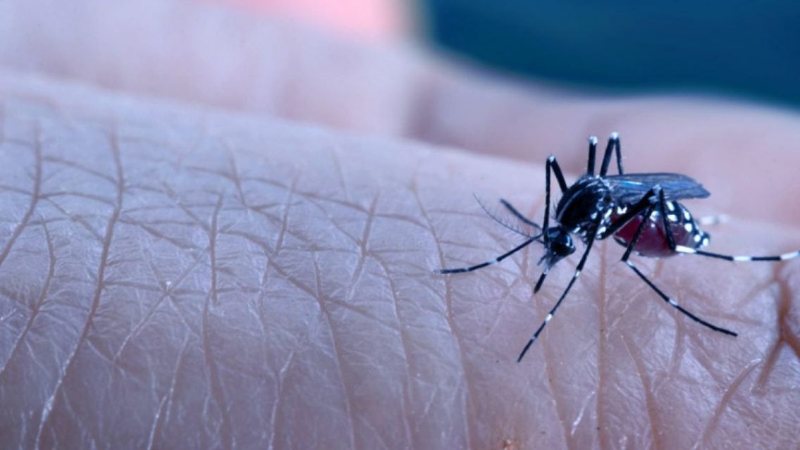 Alerta dengue: aparecieron en Jujuy mosquitos que resisten insecticidas