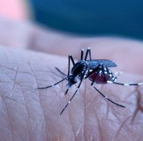 Alerta máxima en Jujuy: Murió una mujer de 40 años con dengue diagnosticado