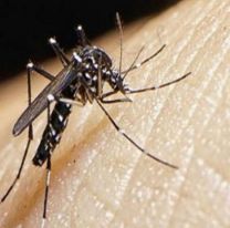 Confirmaron tres muertes por dengue en Tucumán