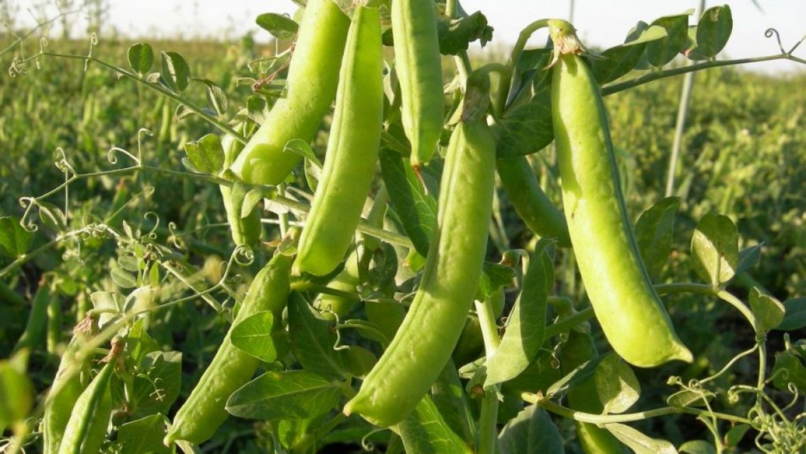 Advierten que caer� al menos un 30% la producci�n de porotos este a�o en Jujuy