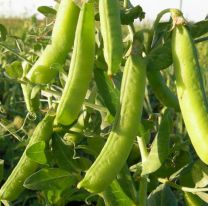 Advierten que caer&aacute; al menos un 30% la producci&oacute;n de porotos este a&ntilde;o en Jujuy