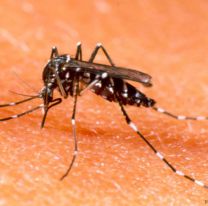 Alarmante situación del dengue en Argentina: alcanzó un récord histórico