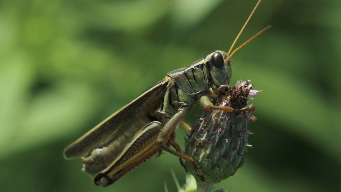 Se conoció que te puede pasar si matas un grillo: No lo vas a poder creer