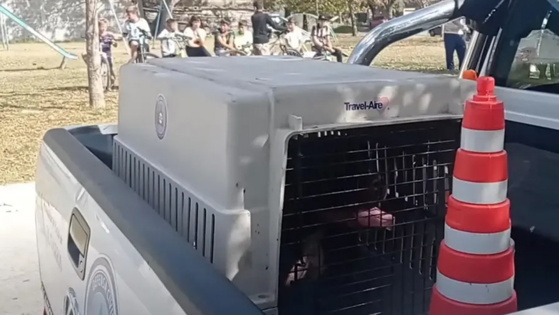 Un nene de ocho a�os muri� tras ser atacado por su propio pitbull