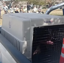 Un nene de ocho años murió tras ser atacado por su propio pitbull