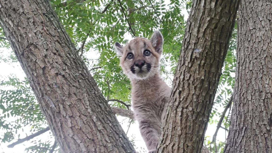 Rescataron a un pumita beb� en Jujuy: lo encontr� una familia en Abra Pampa
