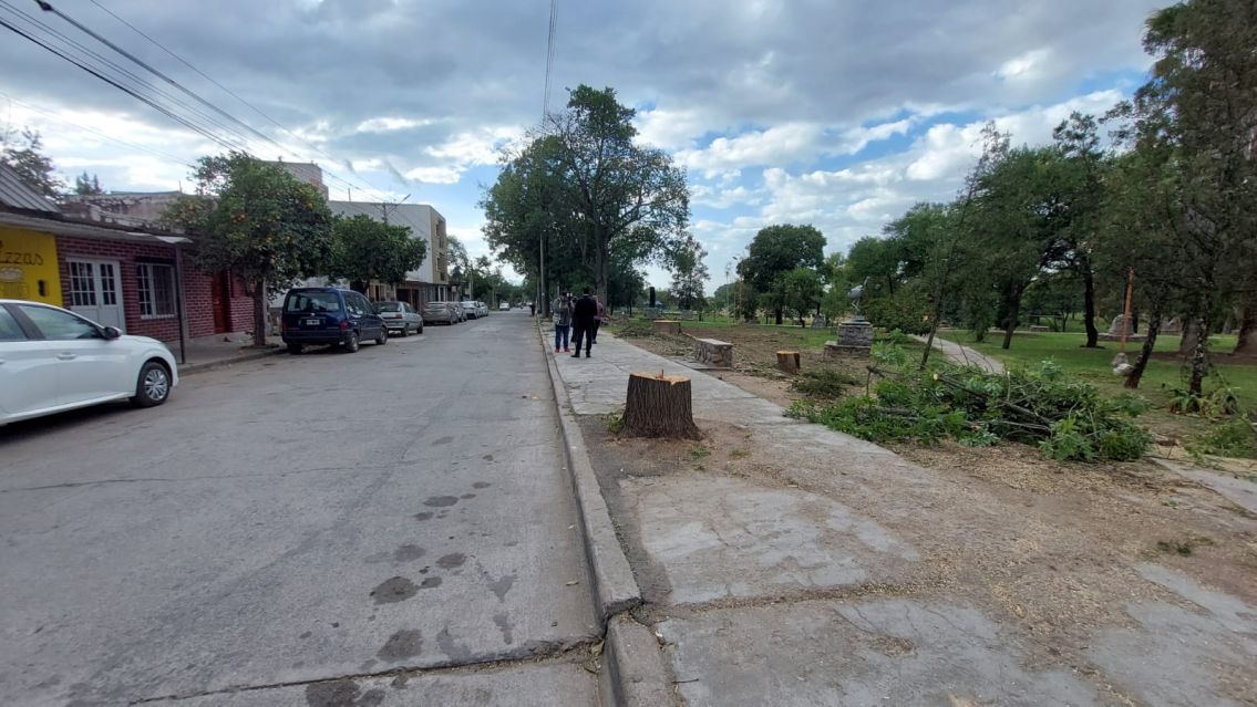 Denuncian amenazas de funcionarios de Rivarola "por cuidar los �rboles"
