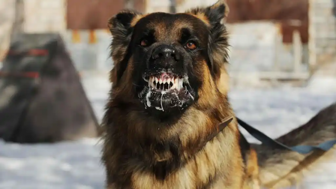 Perro salvaje mordió en el cuello a una nena de 3 años, le saltó a la yugular