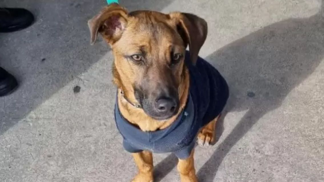 Desesperada b�squeda de los due�os de un perrito juje�o: apareci� en un ascensor