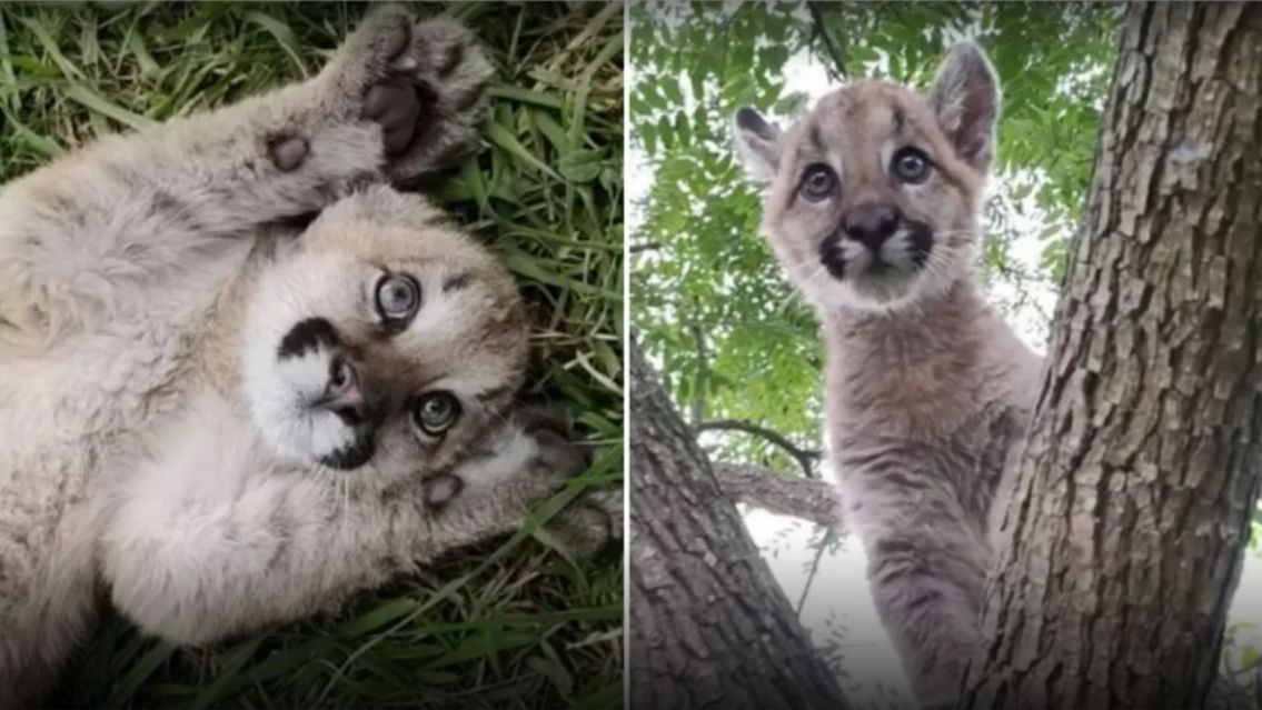 Rescataron un puma en Jujuy y ahora se lo llevarán a Entre Ríos
