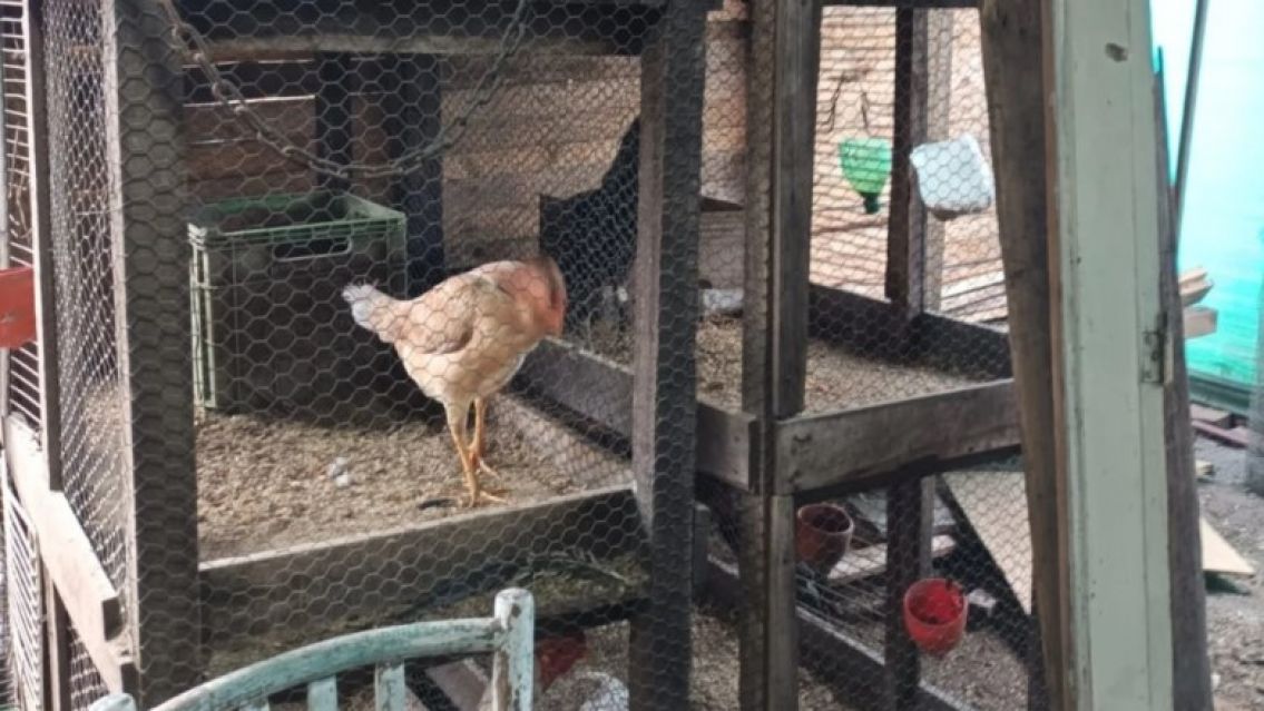 Riña de gallos en Jujuy: El desencadenante de un terrible crimen