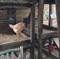 Riña de gallos en Jujuy: El desencadenante de un terrible crimen 