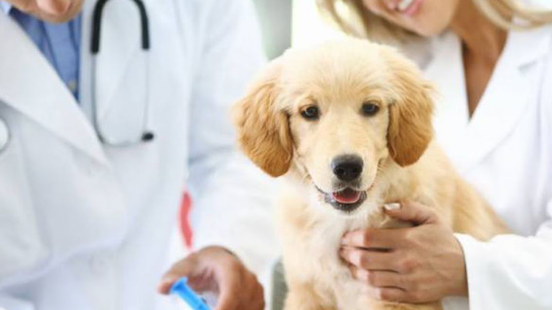 Confirmaron la creaci�n de un hospital p�blico para mascotas en Jujuy