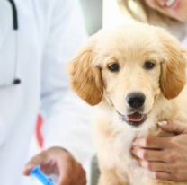 Confirmaron la creaci&oacute;n de un hospital p&uacute;blico para mascotas en Jujuy