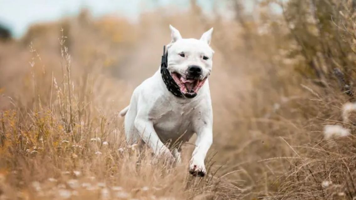 Un pitbull atacó en la cabeza a una nena de dos años con la que convivía en la misma casa: quedó internada