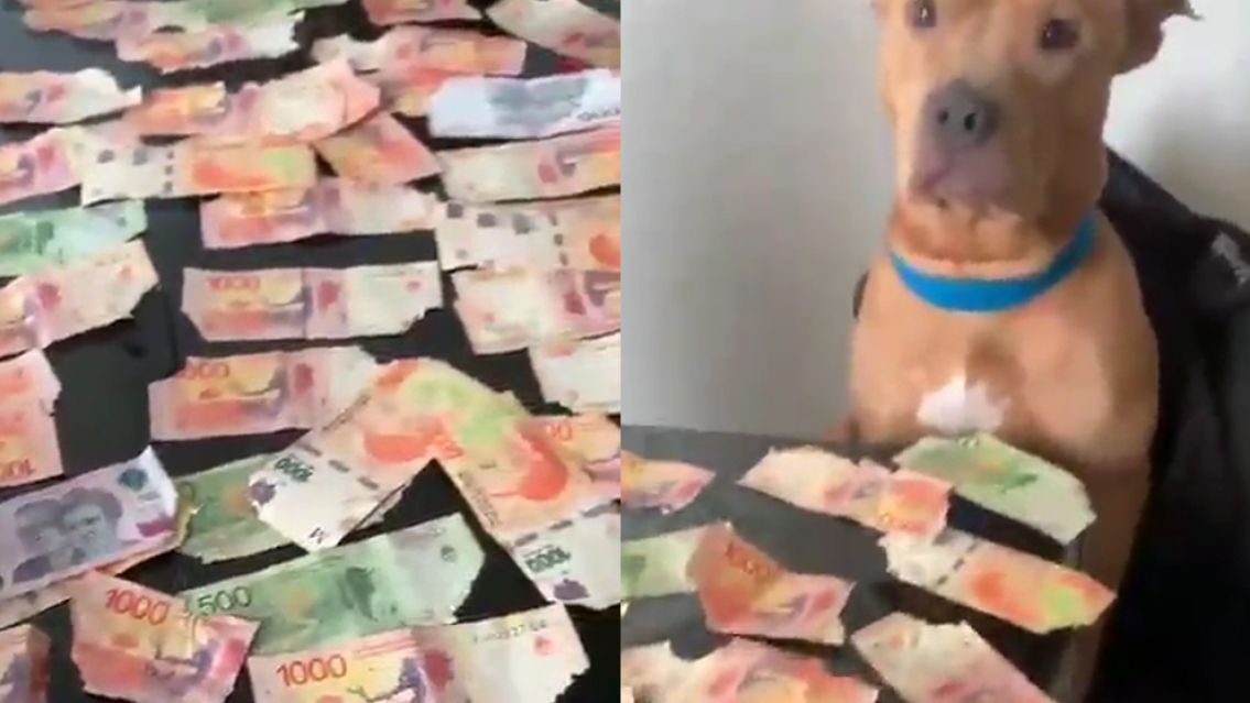 Su perro le comi� todos los billetes y �l reaccion� de una forma inesperada: "�Qu� hiciste?"