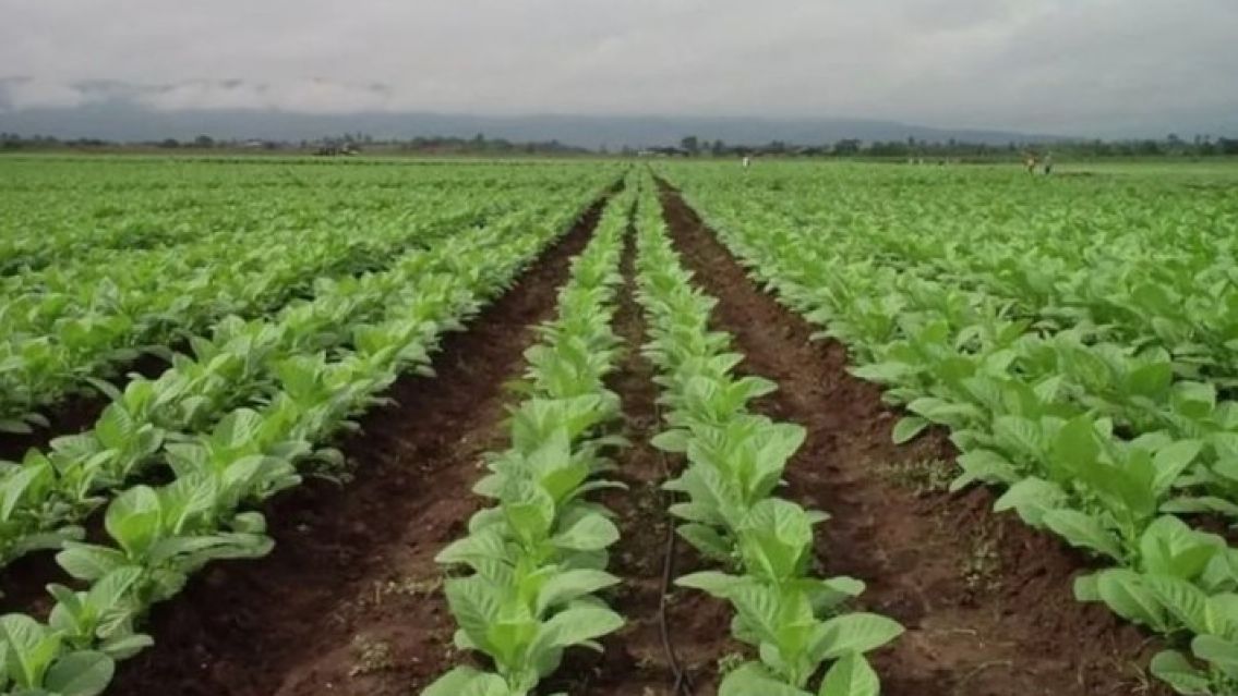 Tabacaleros jujeños en crisis: No consiguen trabajadores para la cosecha