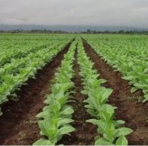 Tabacaleros juje&ntilde;os en crisis: No consiguen trabajadores para la cosecha