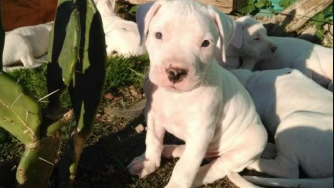 "Era buenito": Se le escapó un dogo y el vecino le clavó cinco tiros