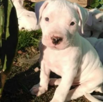 "Era buenito": Se le escapó un dogo y el vecino le clavó cinco tiros