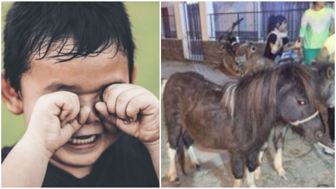 Le robaron el pony a changuito autista: "Quisieron llevarselo a Bolivia"