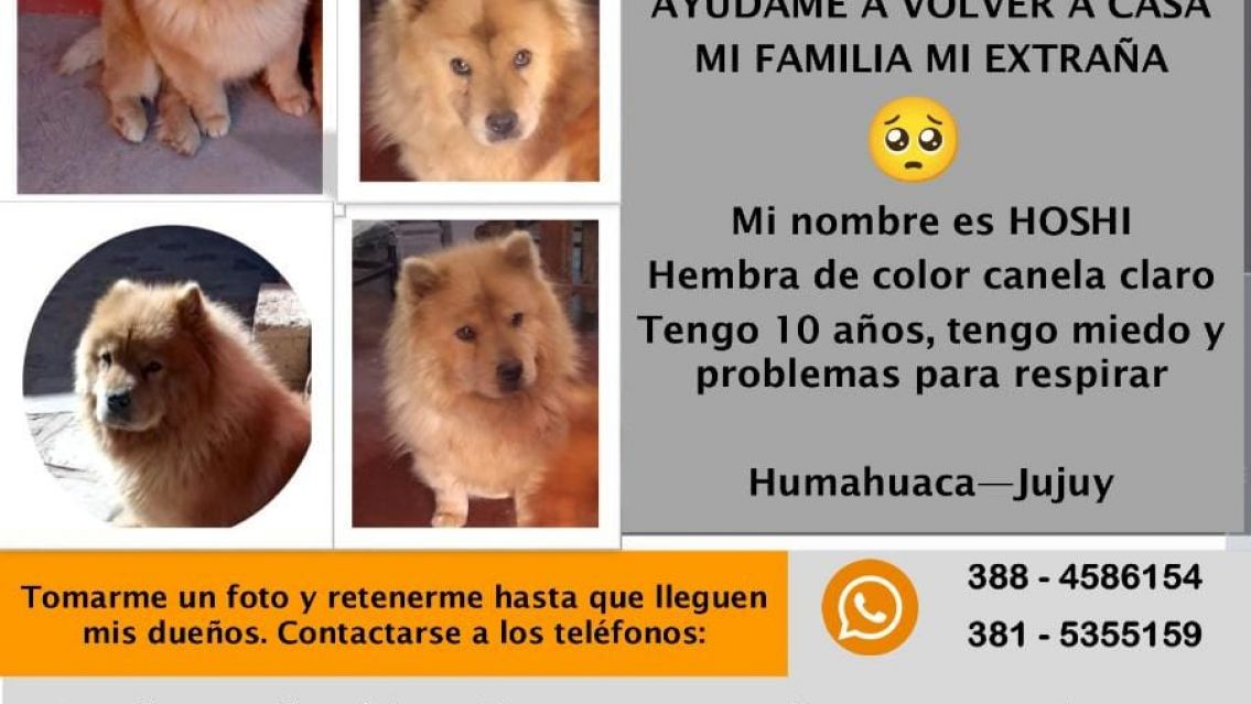 Perdieron a su perrito y ofrecen de recompensa entradas para María Becerra en Jujuy