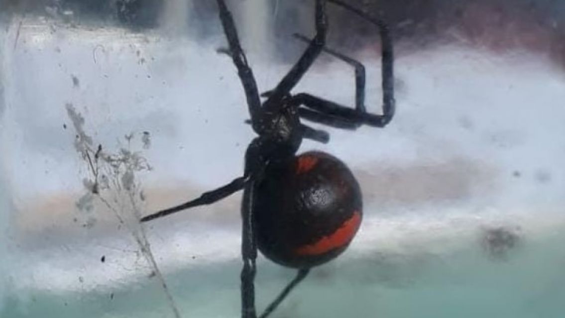 Nene boliviano se dej� picar por una ara�a: "Quer�a ser Spiderman"
