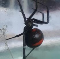 Nene boliviano se dejó picar por una araña: "Quería ser Spiderman"