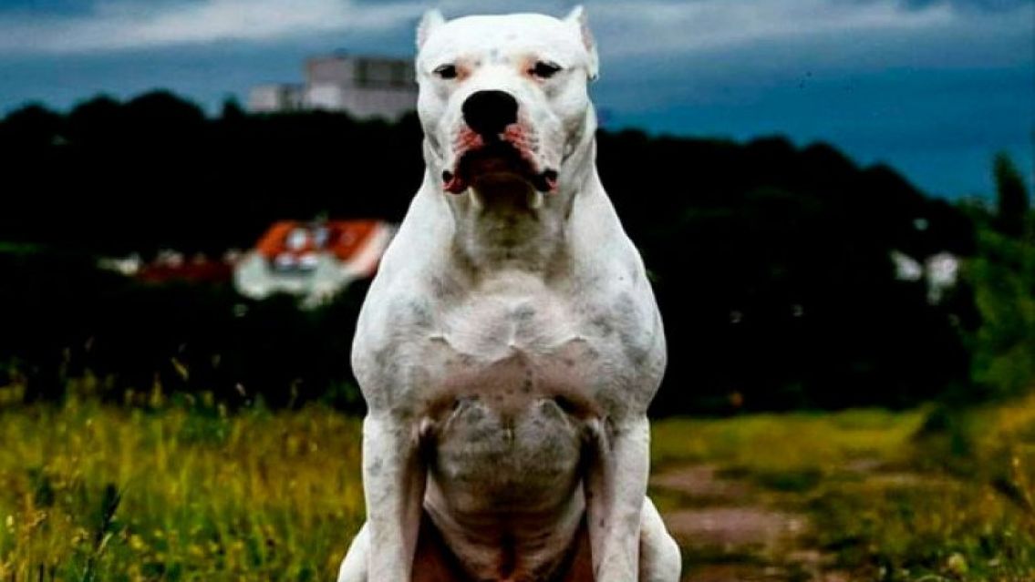 Un dogo atac� a un nene y le lastim� toda la cara: fue atendido de urgencia