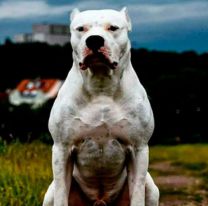 Un dogo atac&oacute; a un nene y le lastim&oacute; toda la cara: fue atendido de urgencia