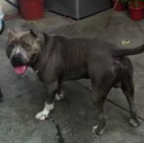 Conmoción en Jujuy: Un pitbull casi le arranca la pierna a un nene