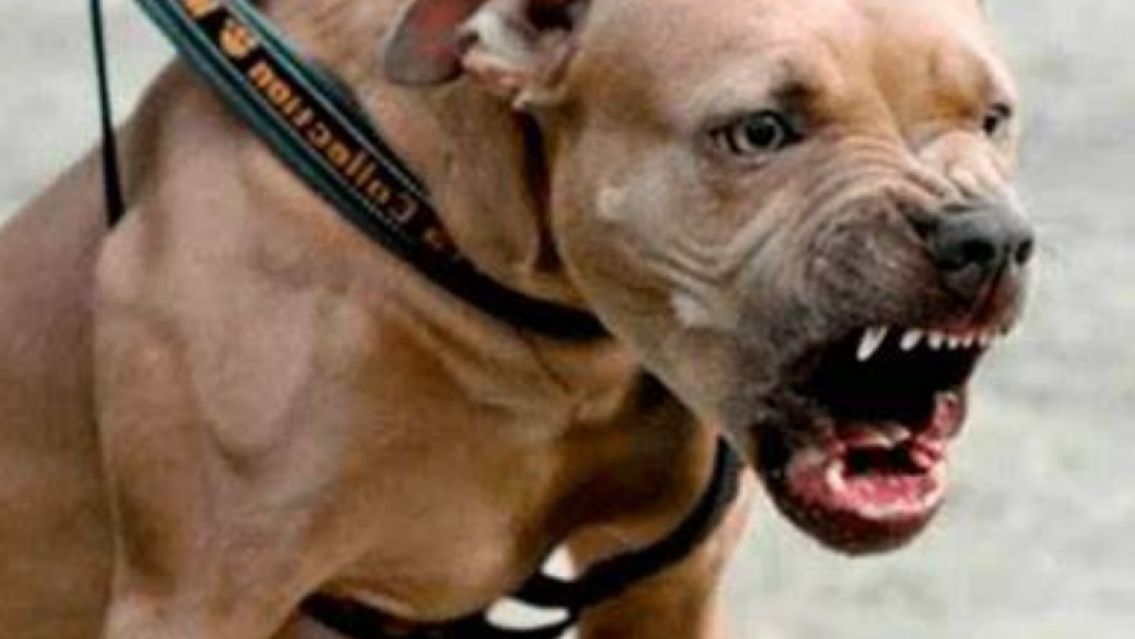 Jujeñito de 7 años fue brutalmente atacado por un perro mientras paseaba con su papá