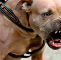 Jujeñito de 7 años fue brutalmente atacado por un perro mientras paseaba con su papá
