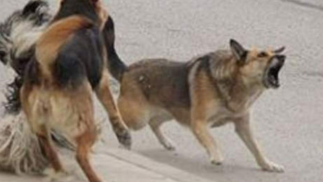 Tres perros mataron a su mascota y ella escap� de milagro