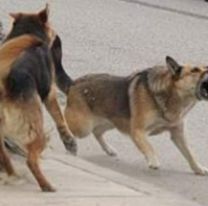 Tres perros mataron a su mascota y ella escapó de milagro