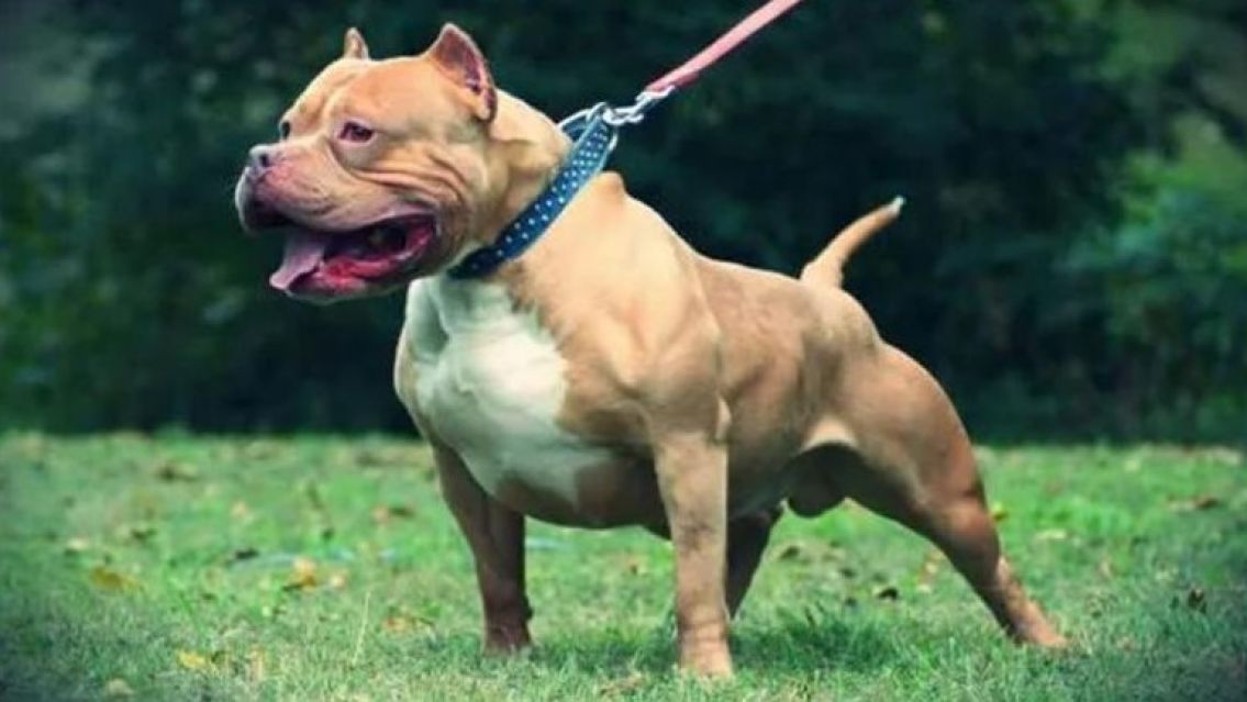 Un pitbull atacó a cinco personas y un policía lo frenó a los tiros