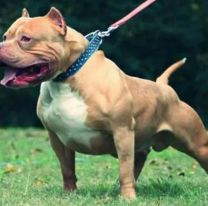 Un pitbull atac&oacute; a cinco personas y un polic&iacute;a lo fren&oacute; a los tiros