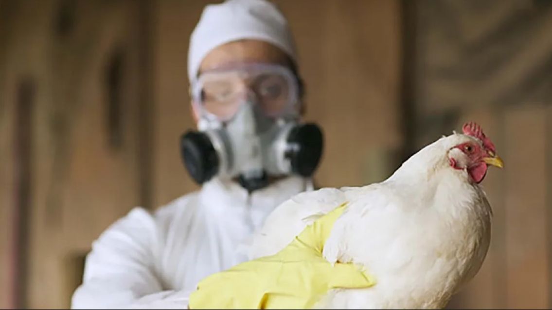 Argentina volvió a ser país libre de gripe aviar
