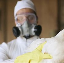 Argentina volvió a ser país libre de gripe aviar