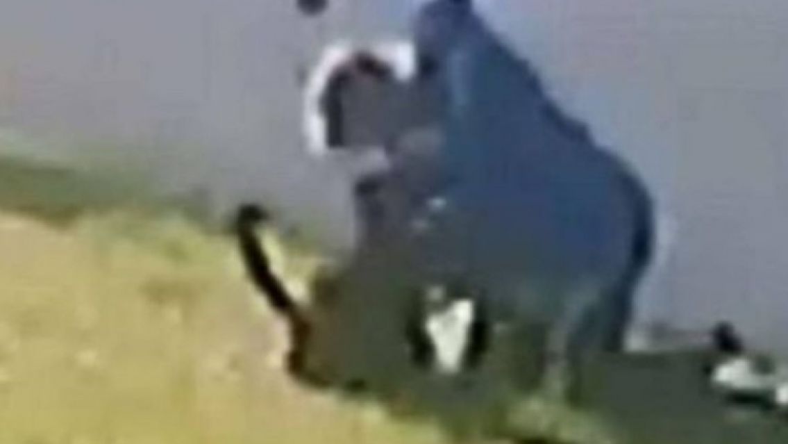 Juje�o atac� ferozmente a su mascota en Palma Sola