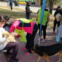 Así será el calendario de vacunación antirrábica en Jujuy este finde