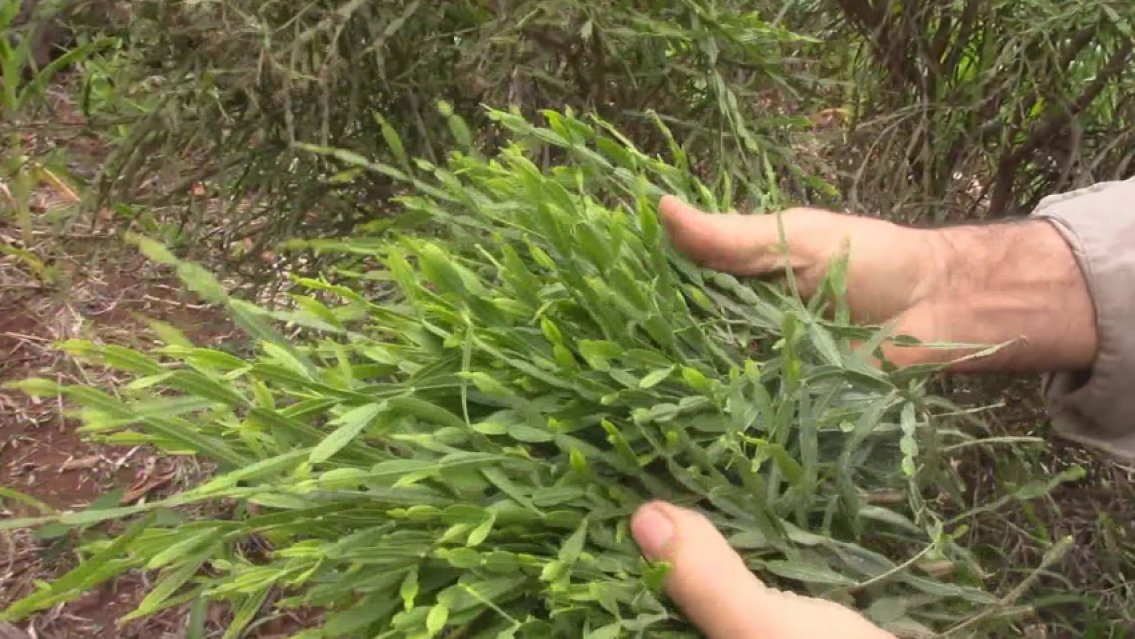 La milagrosa planta que crece en Jujuy y te cura el dolor de estomago