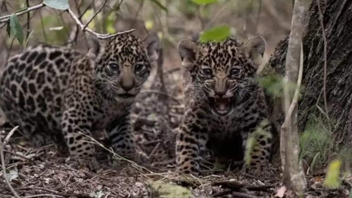 Corrientes: detectaron 16 cachorros de yaguareté que nacieron en estado silvestre