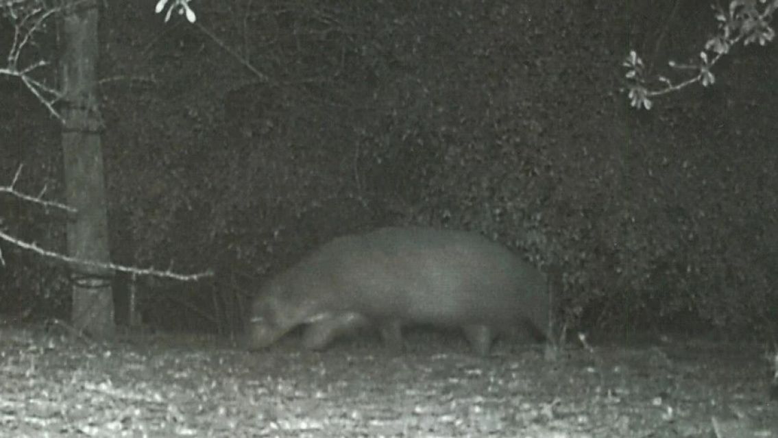 El misterioso animal que desconcierta a los expertos