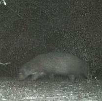 El misterioso animal que desconcierta a los expertos