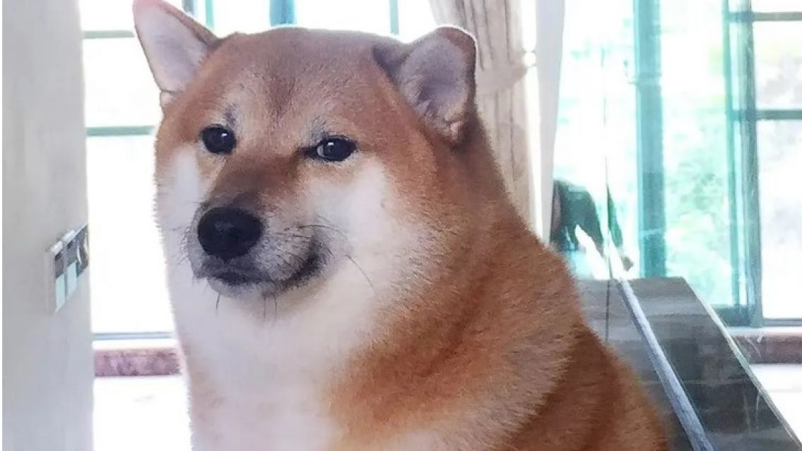 Muri� "Cheems", el perrito shiba inu del meme