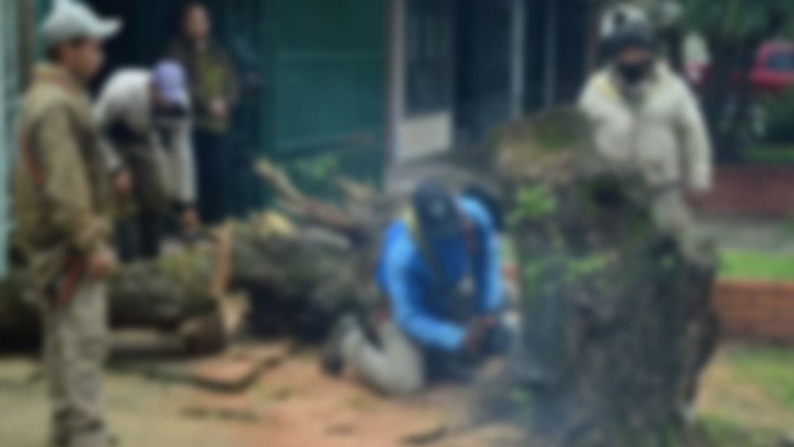 Tragedia en Jujuy: Podaban un árbol y le cayó un tronco en la cabeza, murió en el acto